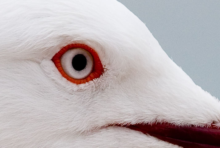 EyeDetail